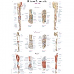 Erler-Zimmer Educational ''Lower Limb'' Anatomy Chart